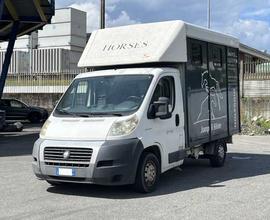 Fiat Ducato 30 2.3 MJT Trasporto Cavalli