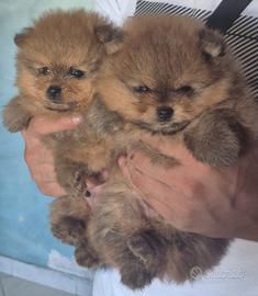 Spitz tedesco nano Pomerania 