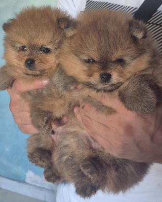 Spitz tedesco nano Pomerania 
