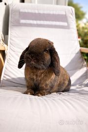 Coniglietto ariete nano