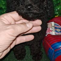 I fratelli barboncini Total Black toy