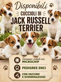 Jack russell ENCI