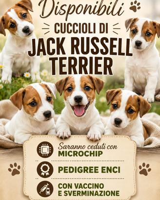 Jack russell ENCI