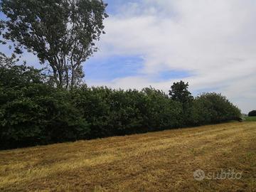 Terreno agricolo 5.000 m² con bosco - Mezzani Inf