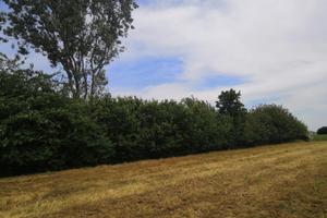 Terreno agricolo 5.000 m² con bosco - Mezzani Inf