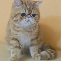 Cucciolo di gattino exotic shorthair