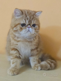 Cucciolo di gattino exotic shorthair