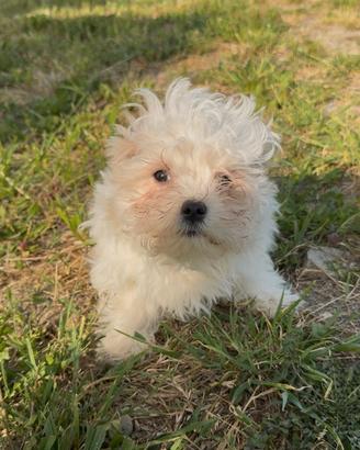 Cuccioli di maltese con pedigree Enci