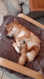 Fidanzata per Shiba Inu