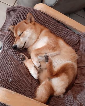 Fidanzata per Shiba Inu