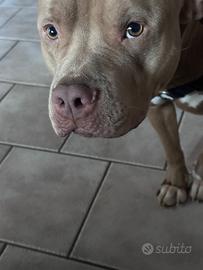 Pitbull red nose