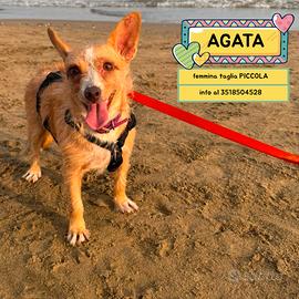 AGATA dolce cagnolina taglia piccola in adozione