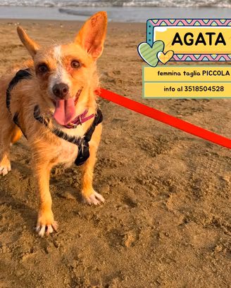 AGATA dolce cagnolina taglia piccola in adozione