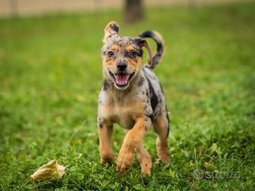 Cuccioli femmine due mesi