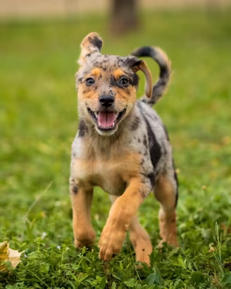 Cuccioli femmine due mesi