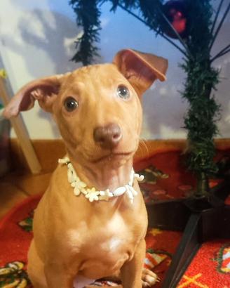 Cirneco dell'Etna - cuccioli