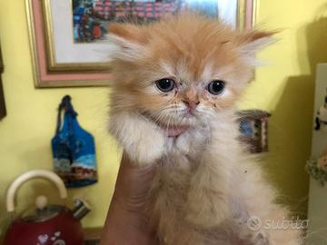 Gattina persiana red tabby