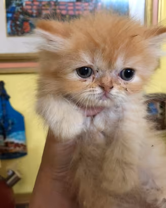 Gattina persiana red tabby