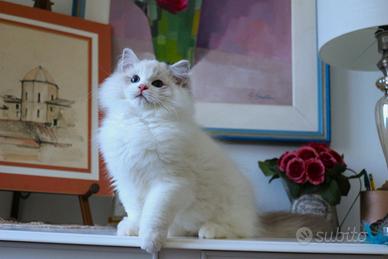 Stupendo cucciolo ragdoll pedigree ministeriale