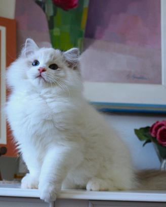 Stupendo cucciolo ragdoll pedigree ministeriale