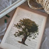 Stampa botanica quercia antica senza cornice 