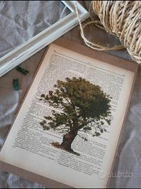 Stampa botanica quercia antica senza cornice 