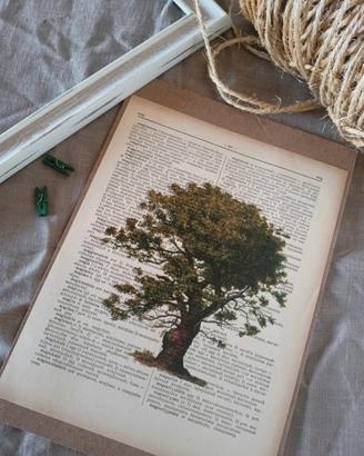 Stampa botanica quercia antica senza cornice 