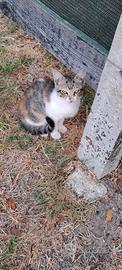 Gattine e gattini