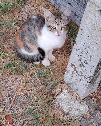 Gattine e gattini