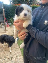 Border collie con pedigree