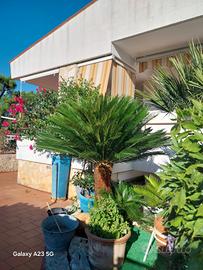Villa su3 livelli vista mare