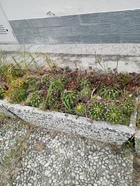 6 fiorierre in graniglia molto belle