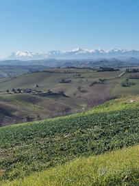 Terreno edificabile di 8000 mq