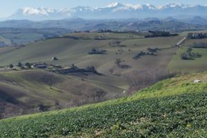 Terreno edificabile di 8000 mq