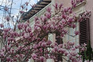 Libera ampia camera in appartamento condiviso