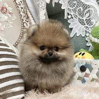 Cuccioli spitz pomerania M e F