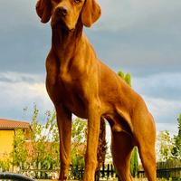 Bracco Ungherese Vizsla disponibile per monta