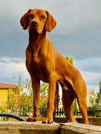 Bracco Ungherese Vizsla disponibile per monta