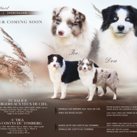 Cucciolata pastore australiano con pedigree