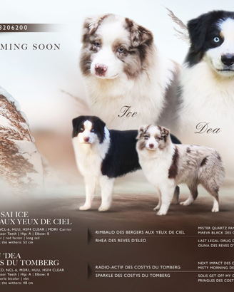 Cuccioli pastore australiano con pedigree