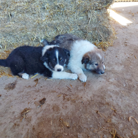 Cuccioli di pastore scozzese collie