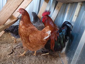 Gallo marans