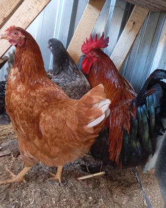 Gallo marans