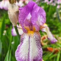 Iris germanica rizome