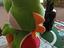 Immagine 4