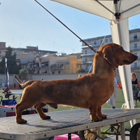 Bassotto arlecchino per monta