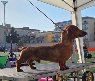 Bassotto arlecchino per monta