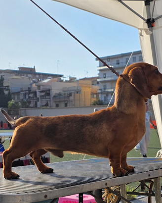 Bassotto arlecchino per monta