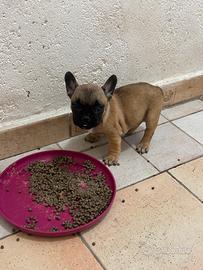 Bulldog francese fulvi