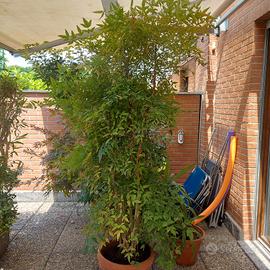 Pianta Nandina